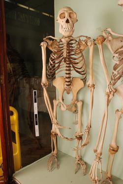 OBJECT in FOCUS: Chimpanzee Skeleton - Exhibitions - Visit - Horniman ...