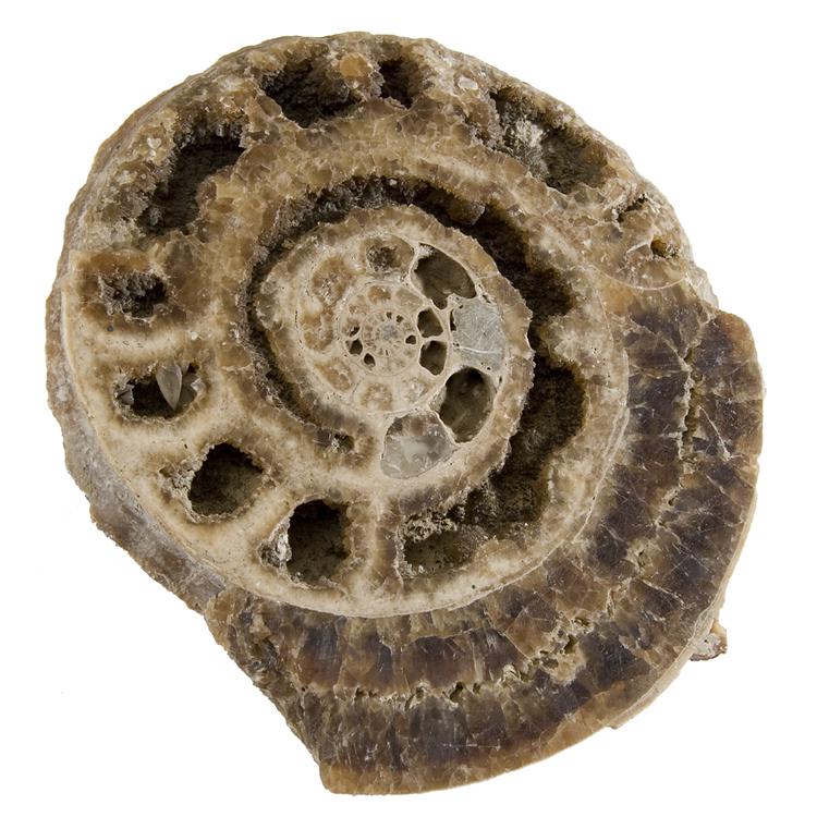 Image of Ammonite