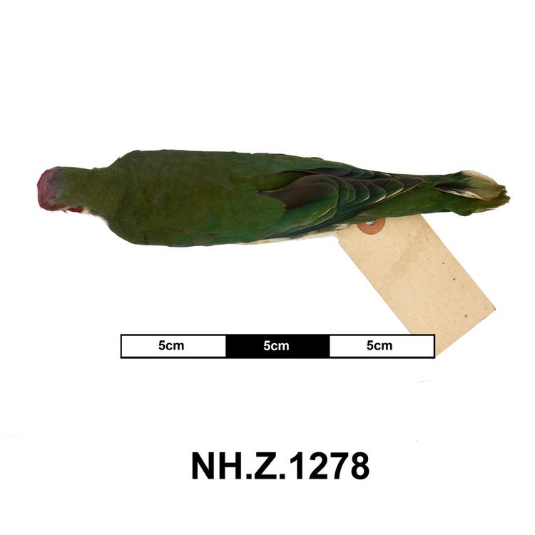 Image of Jambu Fruit Dove