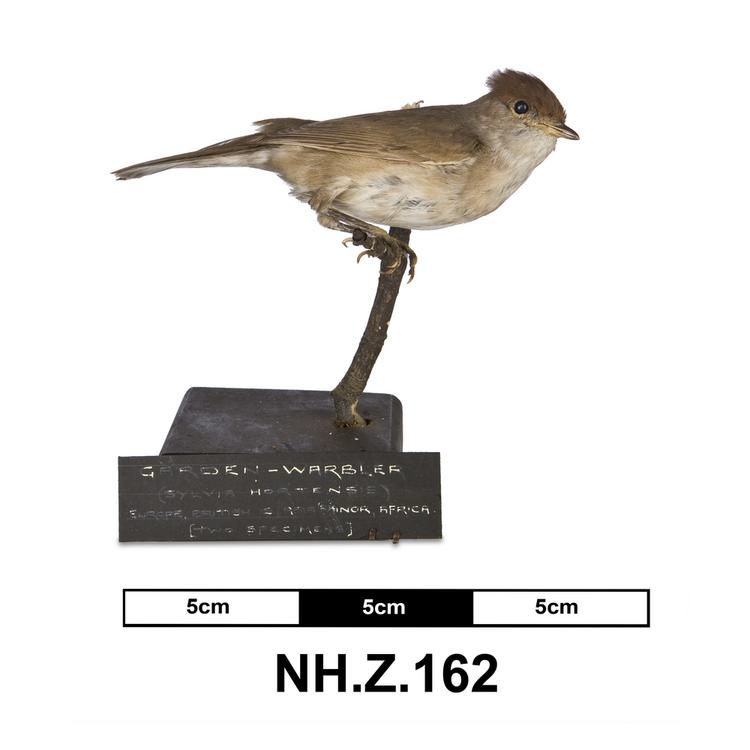 Image of Western Orphean Warbler