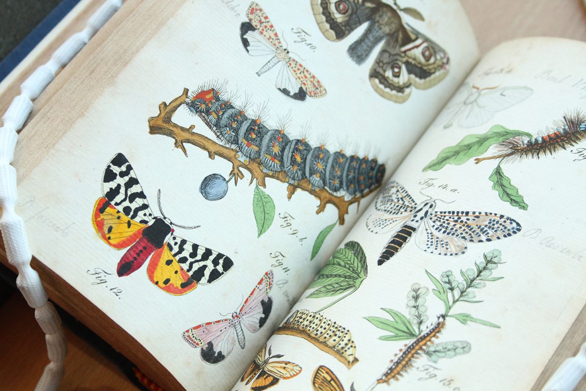 Colourful illustrations of insects in an open book