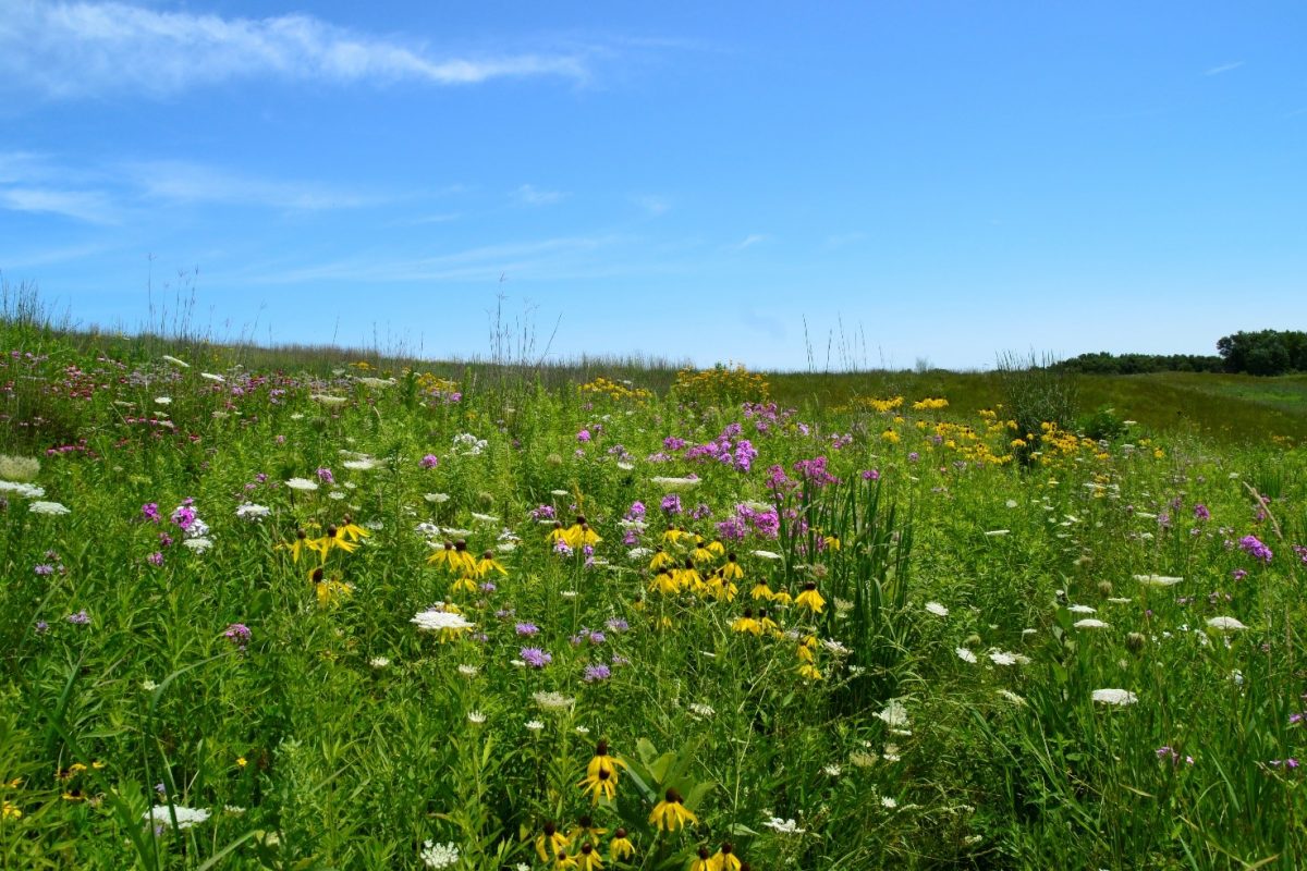 Yellow and pink flowers amid green grasses stretching out under a blue sky