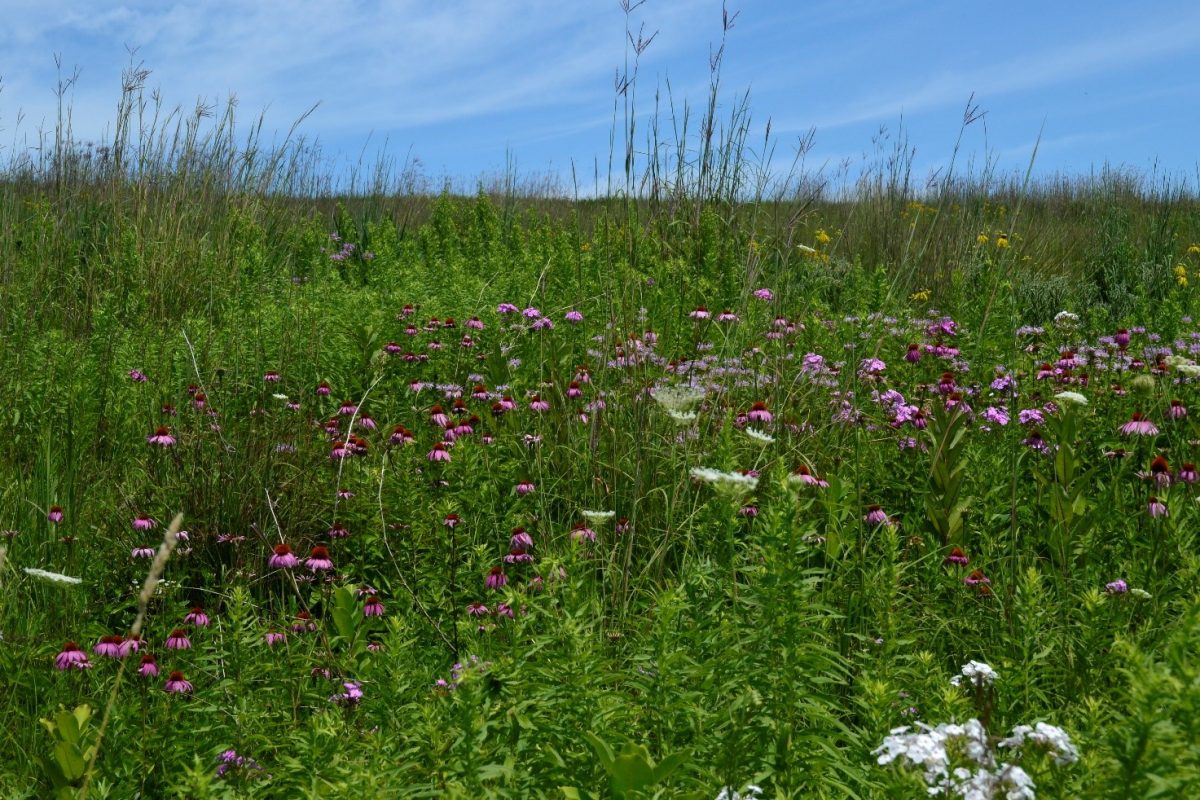 A green wild expanse of grasses and flowers under a blue sky