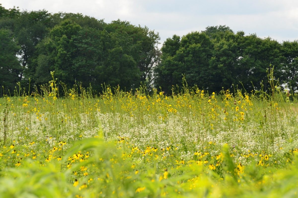 Green grass with yellow and white flowers stretches forth to a line of trees and a cloudy sky