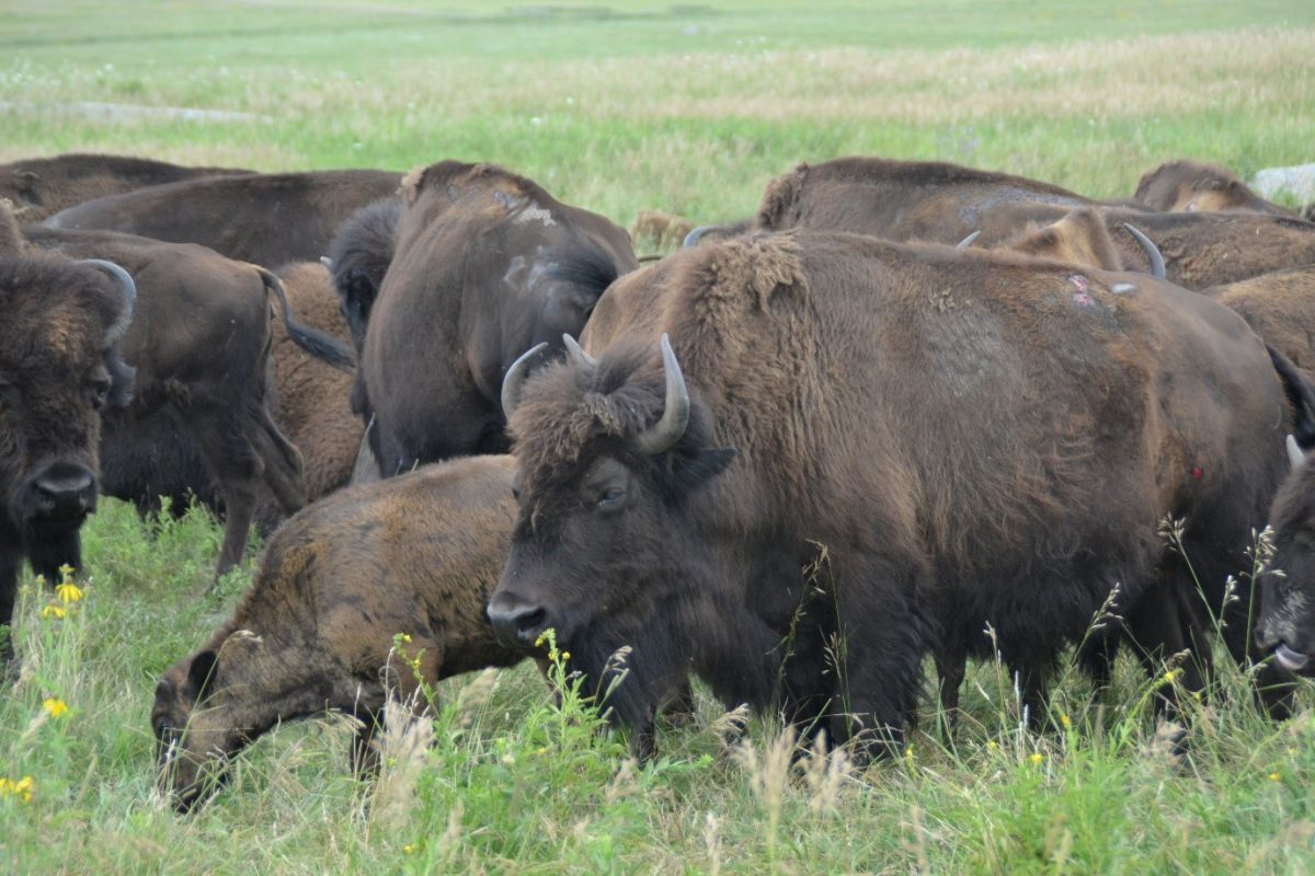 A group of buffalo herded together in a green grassy field