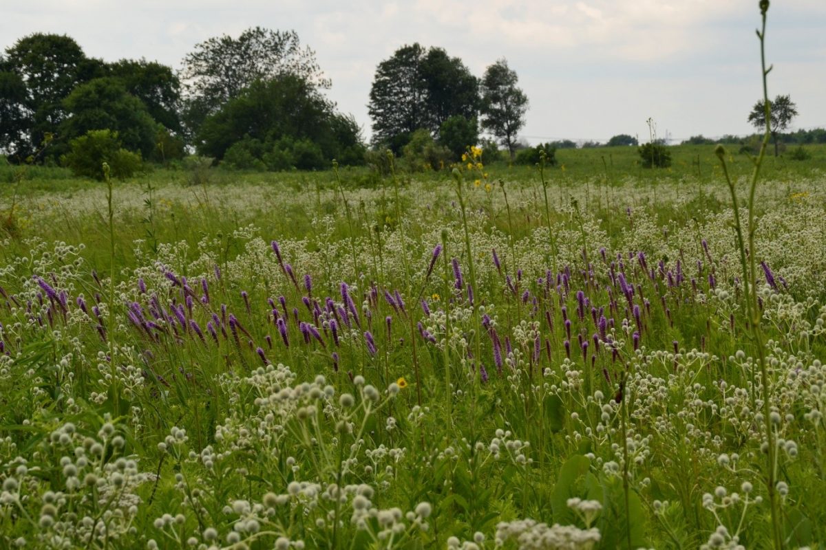 A group of small purple flowers in a grasses green and white meadow with some small trees in the background