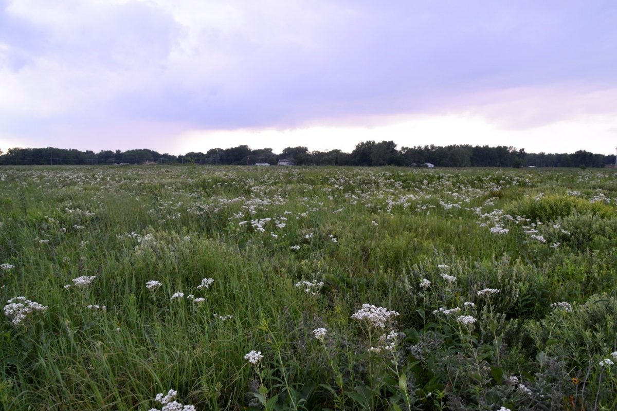 A patch of grass with small pale flowers under a cloudy sky