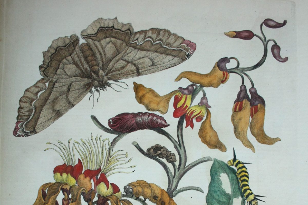 Illustrations of moth, butterflies, caterpillars, and pupae