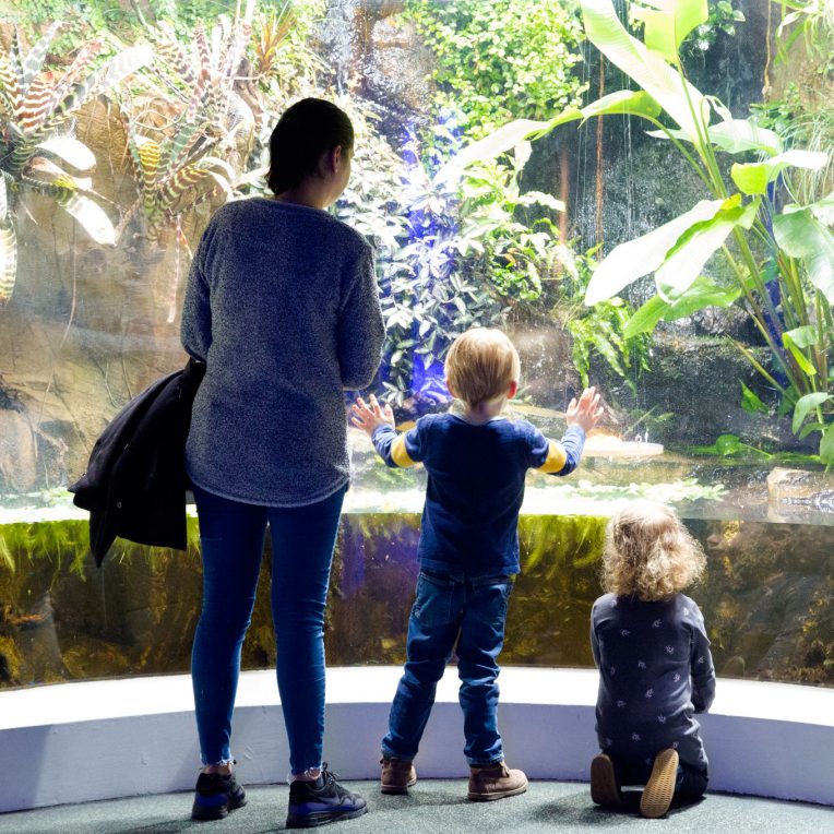 A woman and two children are stood with their backs to the camera and facing a large floor to ceiling tank, part filled with water and a tropical environment