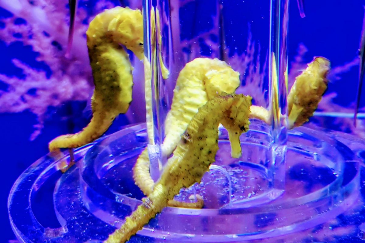 Several sea horses at feeding tube