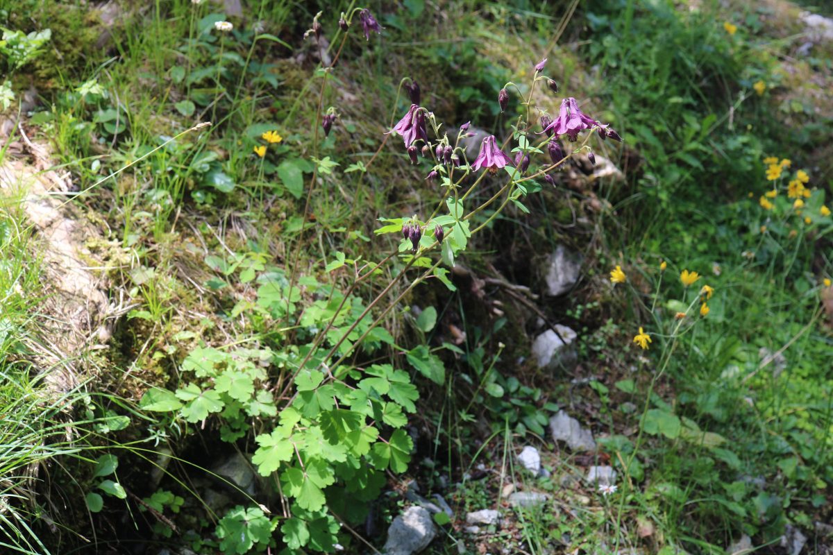 A small purple flowering plant on a rocky ground