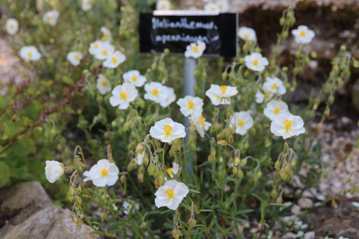 small white flowers with a yellow centre