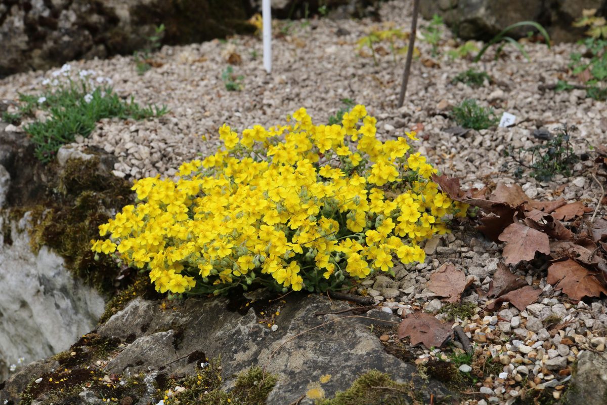 A cluster of small and tight yellow flowers in a rocky bed