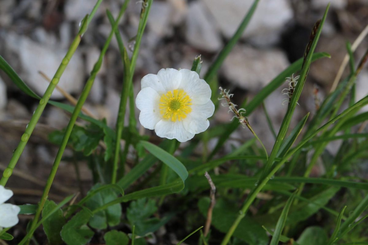 A solitary white flower with a yellow centre