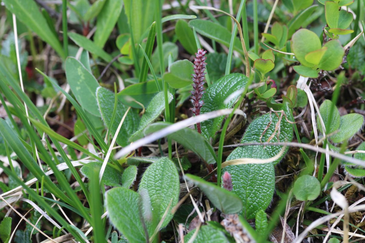 A small oval leaved plant with small flower stem