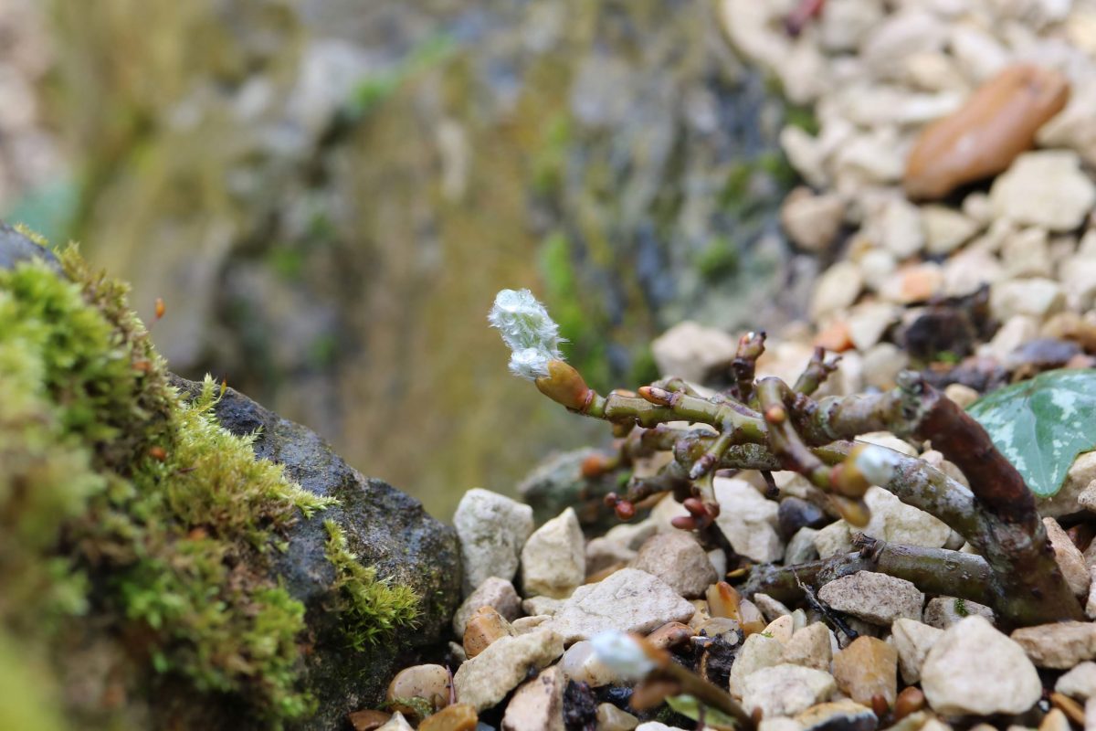 A small furry bud is sprouting from a shingly ground