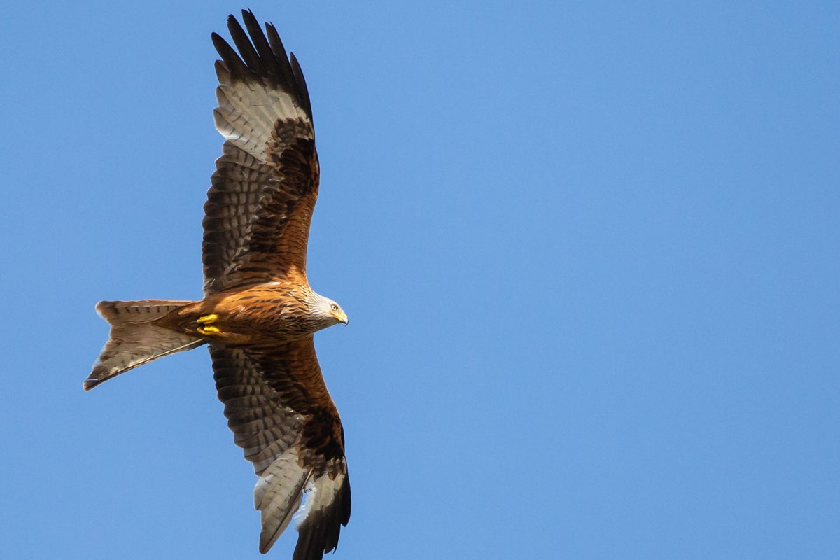 Bird with wings open in flight in clear blue sky.