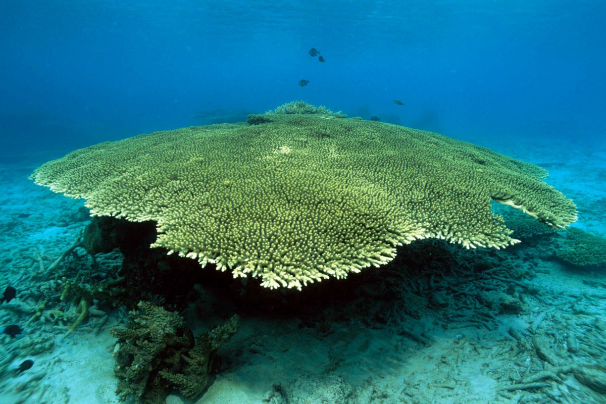 A large green coral underwater in the sea