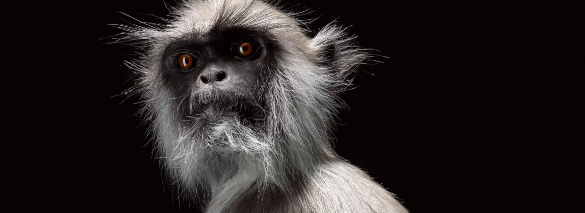 A taxidermy lemur in front of a black backdrop