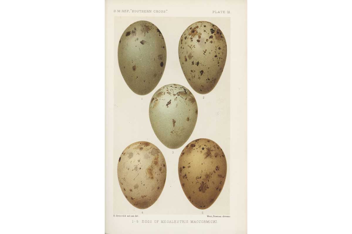 Image shows an illustration of five Antarctic Skua eggs