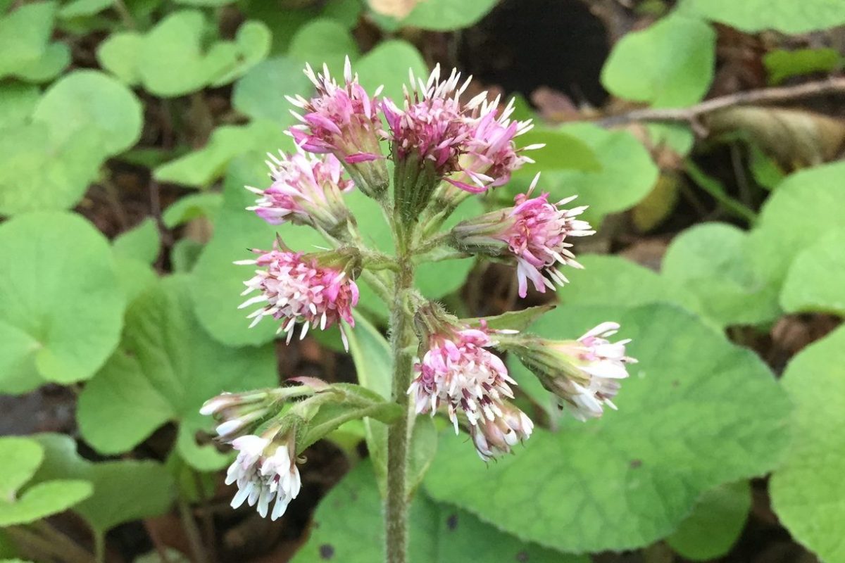 Winter heliotrope plants