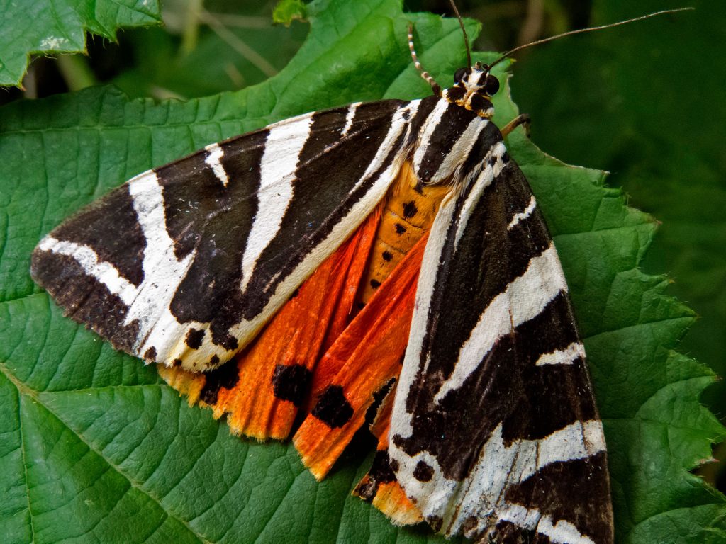 Have you spotted the Jersey Tiger?