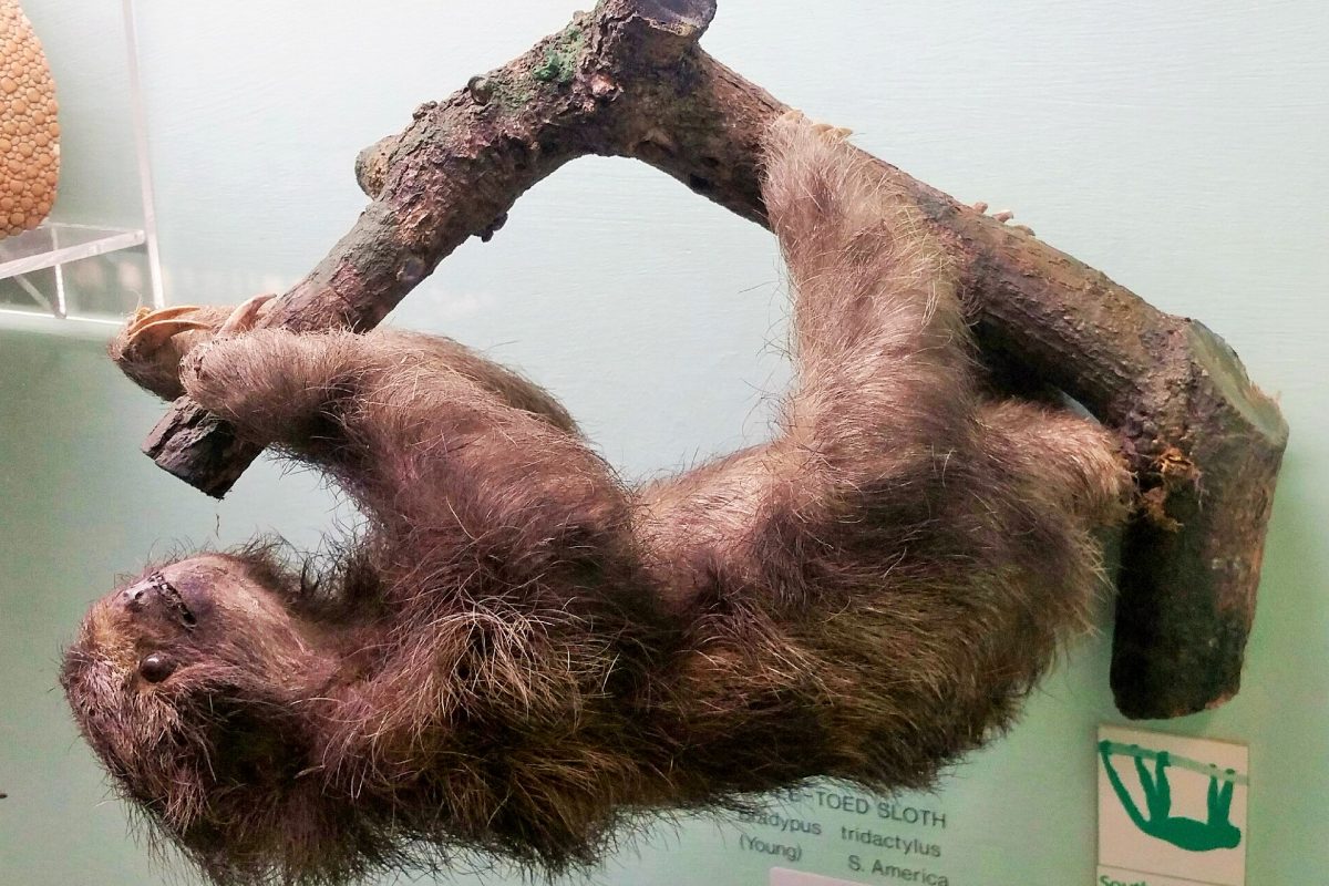 Sloth hanging upside down