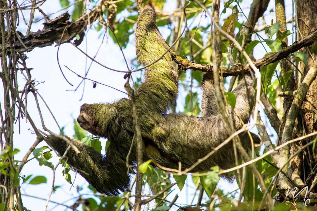 Green sloth