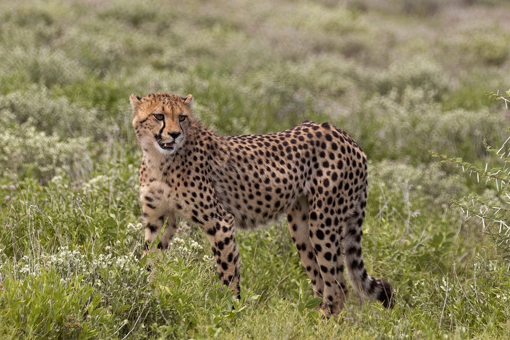 African Cheetah