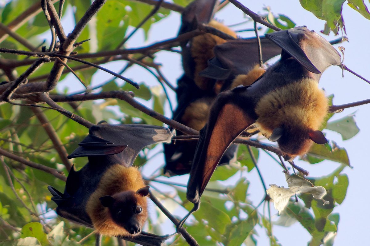 indian flying fox