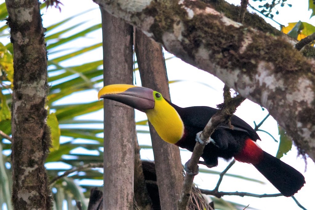 Black mandibled toucan