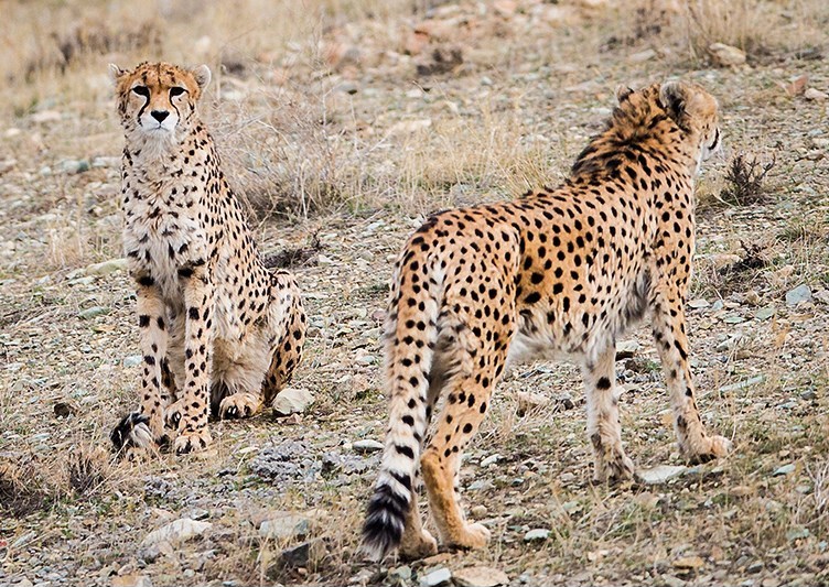 Asiatic Cheetahs