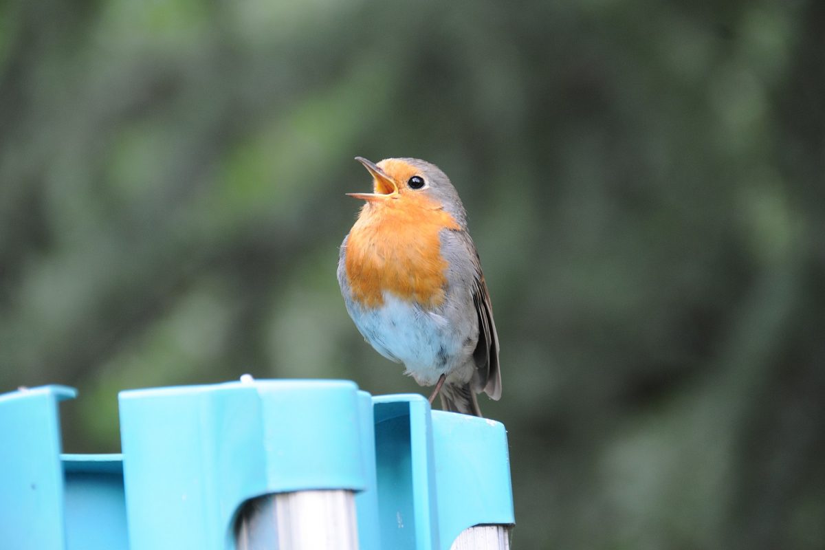 Robin singing