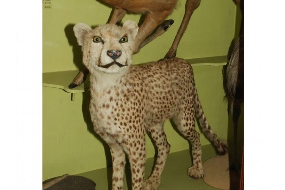 A taxidermy cheetah in the Natural History Gallery