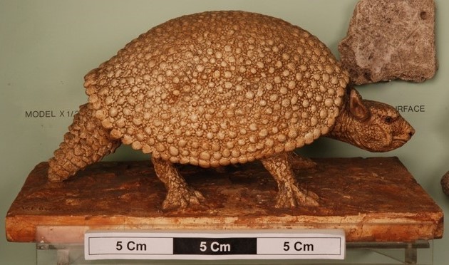 Glyptodon specimen