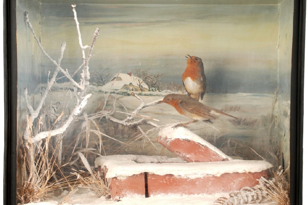 Taxidermy Robins in a snowy scene