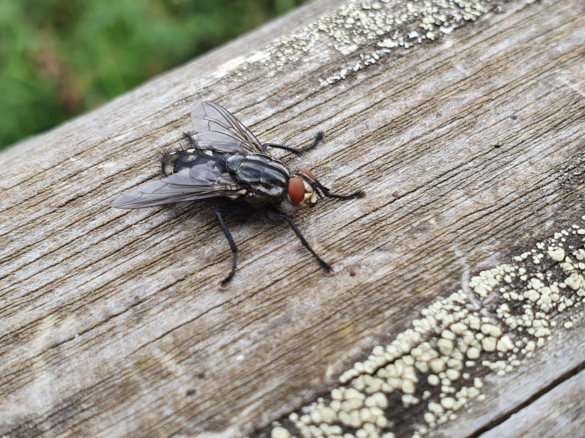 Specimen of the Month: the House Fly - Horniman Museum and Gardens