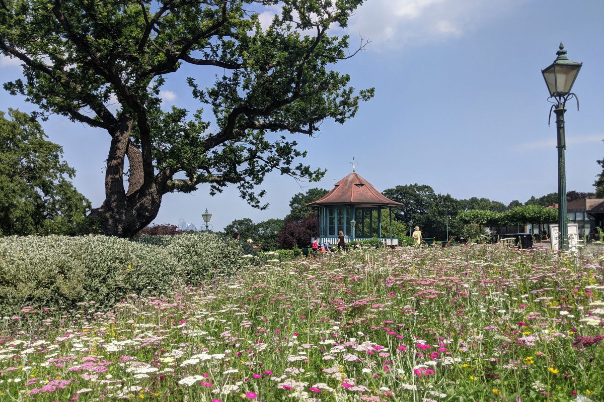 Wildflowers in the Horniman Gardens with the Bandstand in the background