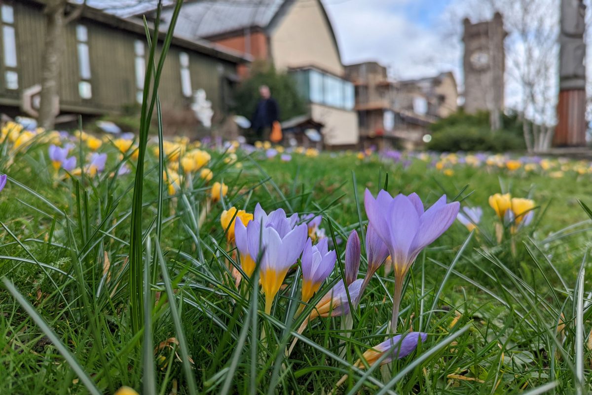 Croci emerge from the grass with the Horniman and clocktower in the background