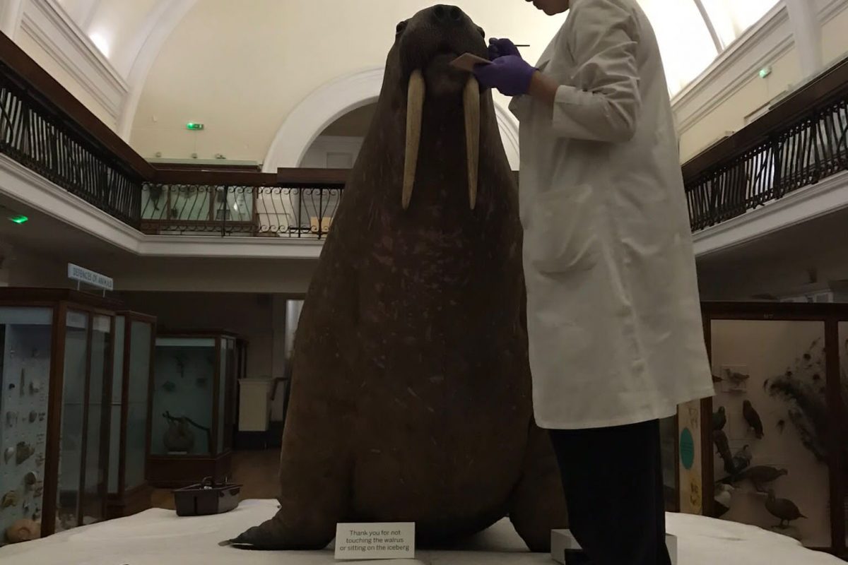 Anais cleaning the Walrus