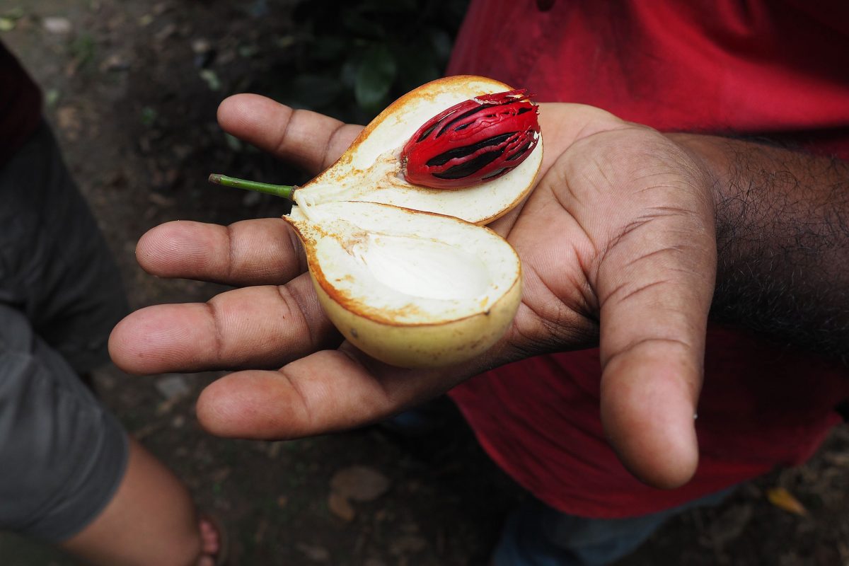 Nutmeg fruit with mace on a hand during a spice tour in Kerala, India.