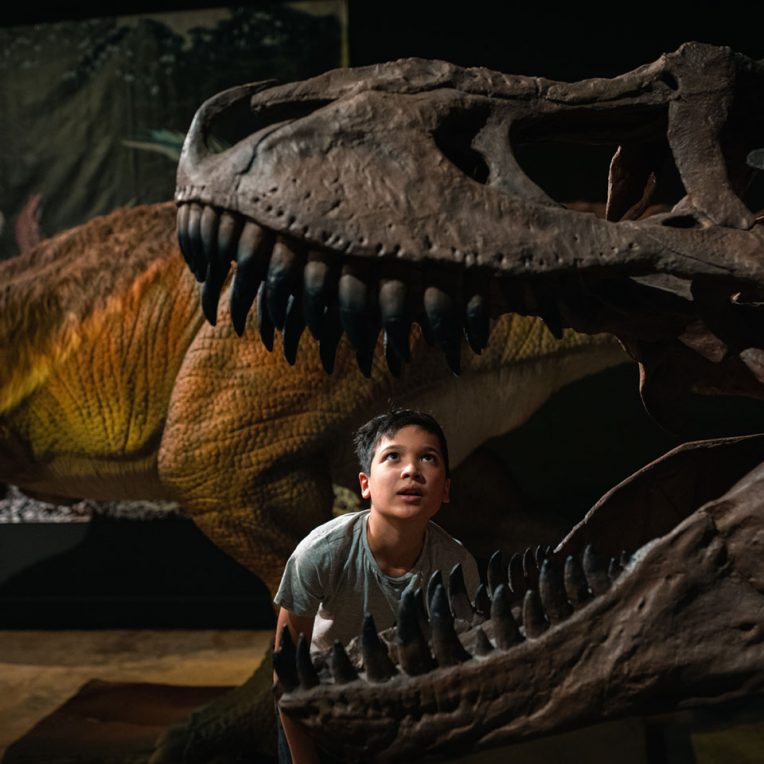 Child looking at a model of a dinosaur head