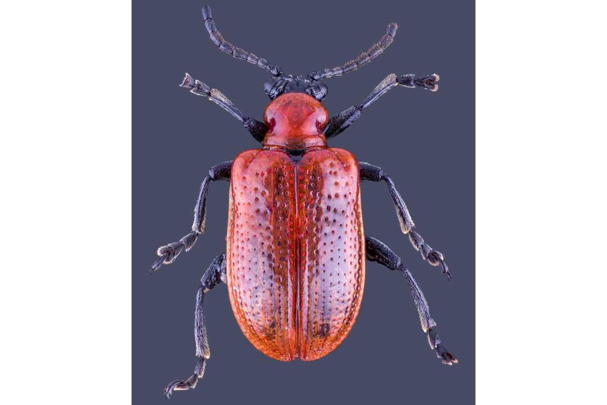 Super close up image of a red insect