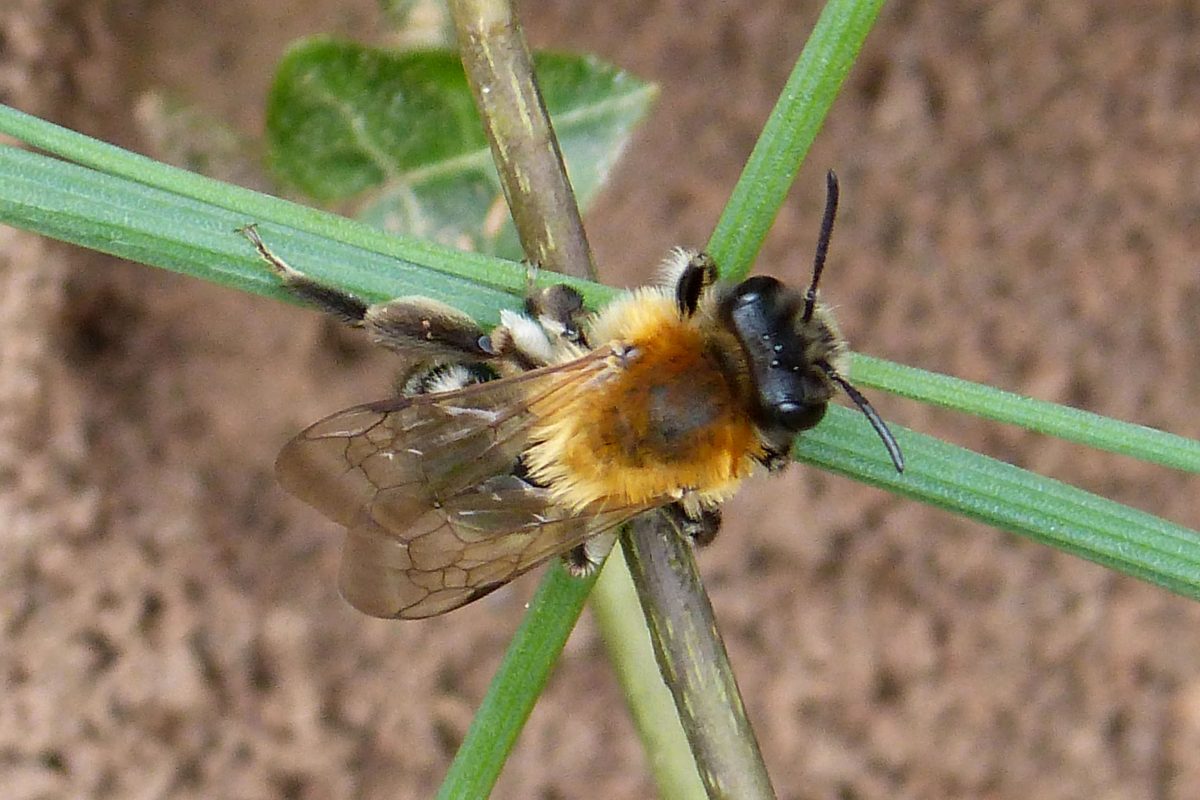 Grey patched mining bee on green stalks