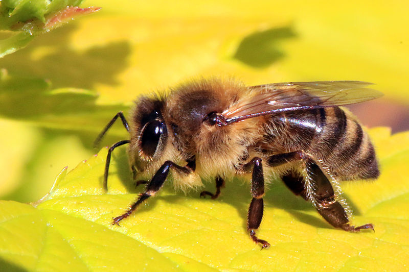 A honeybee on a yellow leaf