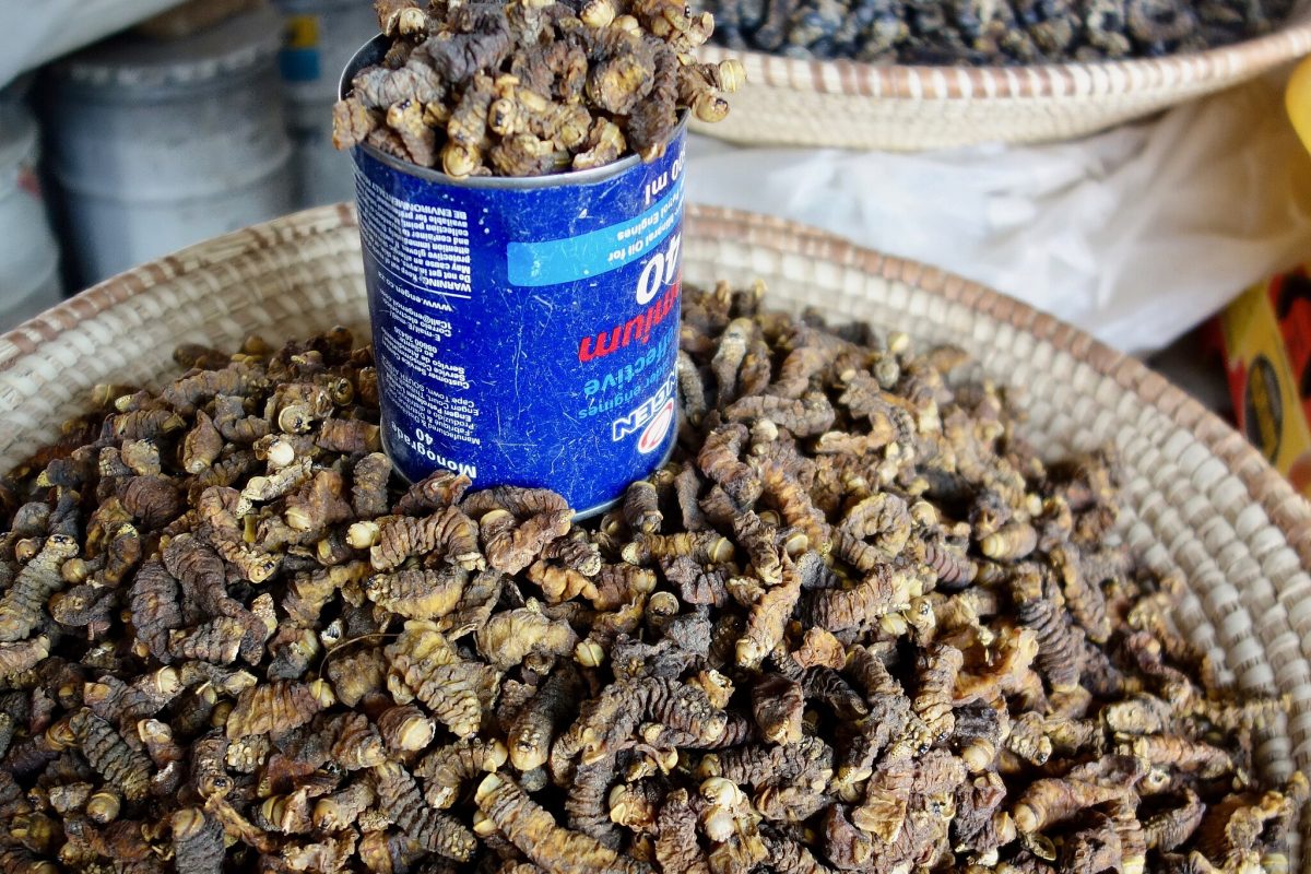 Mopane worms