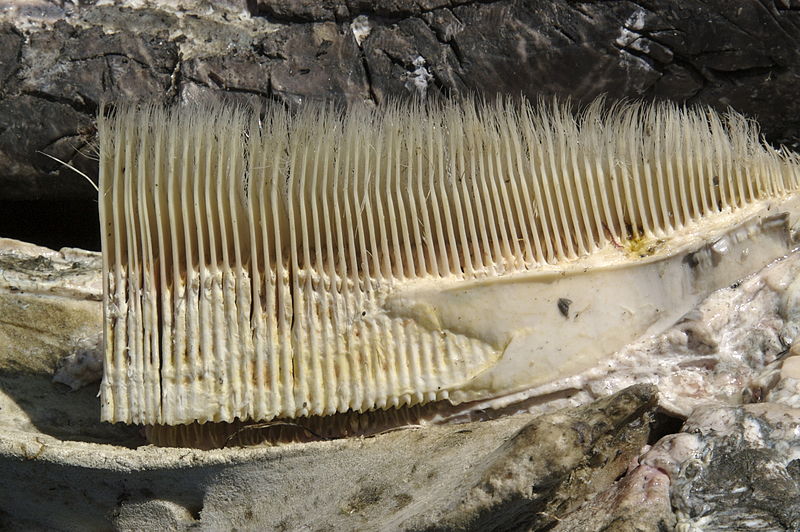 Baleen set on a rock