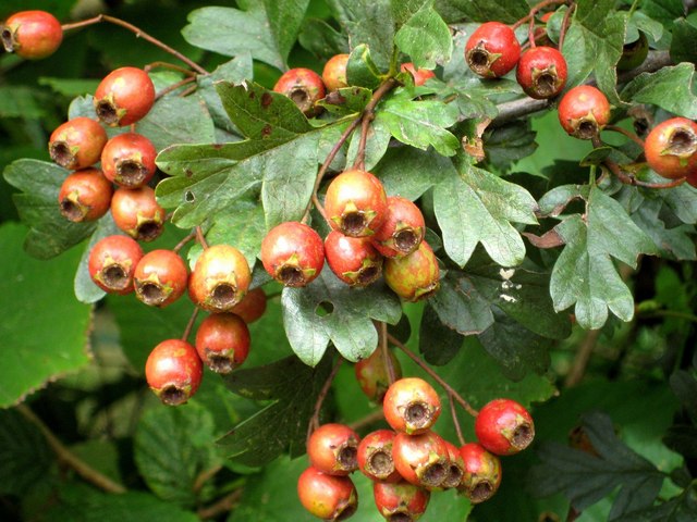 Hawthorn berries