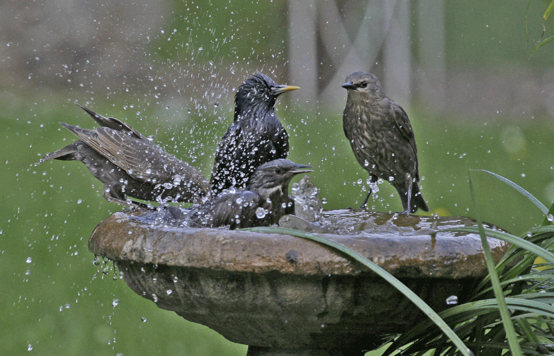 Four birds in a bird bath